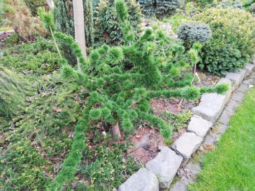 Модрина європейська Крейчі. (Larix decidua Krejci) ШТАМБ Фото Модрина європейська Крейчі. (Larix decidua Krejci) ШТАМБ