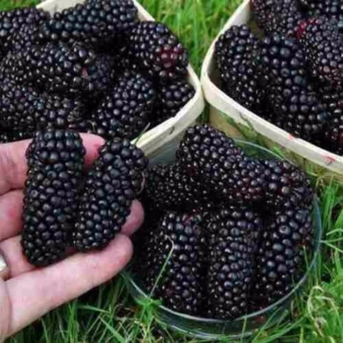 Фото Шелковица крупноплодная Шелли. (Morus Nigra Shelly) привитая
