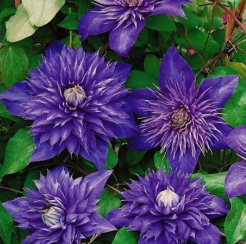 Фото Клематис Мульти Блю. (Clematis Multi Blue) ІІгруппа