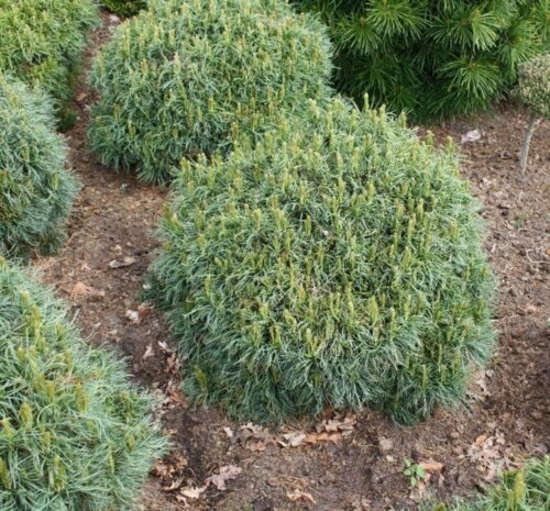 Сосна Веймутова Грін Твіст. (Pinus strobus Green Twist) С5 Фото Сосна Веймутова Грін Твіст. (Pinus strobus Green Twist) С5