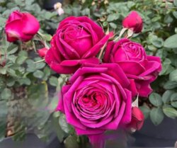 Роза Иоганн Вольфганг фон Гете. (Johann Wolfgang von Goethe Rose) Ч/Г в КОНТЕЙНЕРЕ Фото Роза Иоганн Вольфганг фон Гете. (Johann Wolfgang von Goethe Rose) Ч/Г в КОНТЕЙНЕРЕ