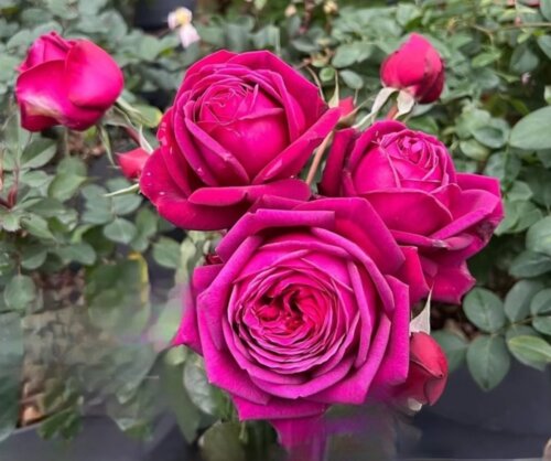 Роза Иоганн Вольфганг фон Гете. (Johann Wolfgang von Goethe Rose) Ч/Г в КОНТЕЙНЕРЕ Фото Роза Иоганн Вольфганг фон Гете. (Johann Wolfgang von Goethe Rose) Ч/Г в КОНТЕЙНЕРЕ