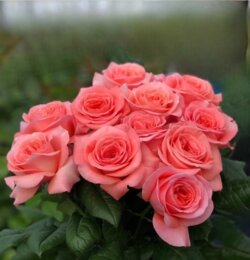 Фото Роза Лондон Ай. (London Eye) Ч/Г в контейнере