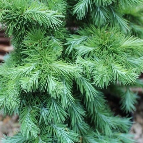 Модрина японська Болік. (Larix kaempferi Bohlik) С5 Фото Модрина японська Болік. (Larix kaempferi Bohlik) С5