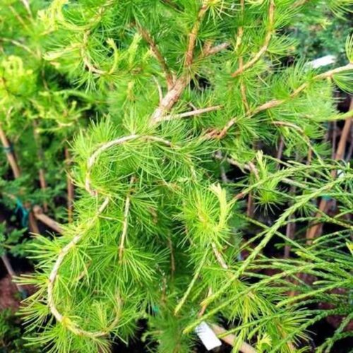 Фото Модрина європейська Комарек Хексе. (Larix decidua Komarek Hexe) С5