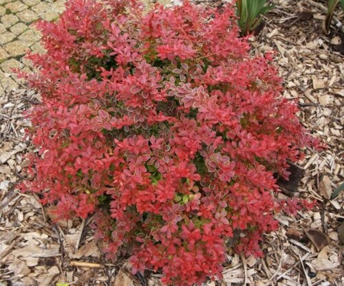 Фото Барбарис Тунберга Корал/Мая. (Berberis thunbergii Coral Maja) С3