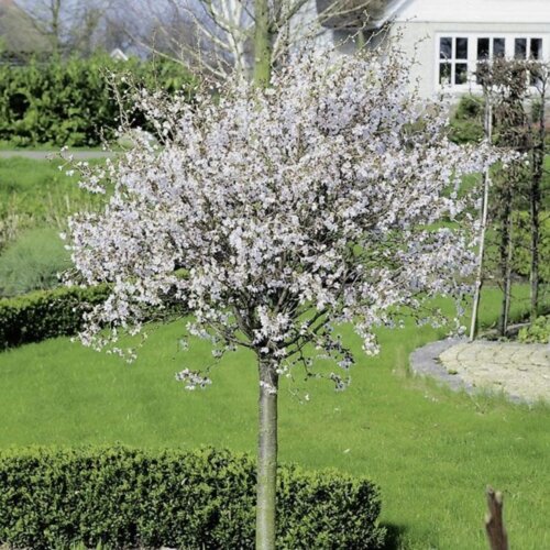 Фото Сакура японська Койо-но-май. (Prunus Kojou-no-mai) на ШТАМБІ