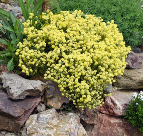 Фото Алісум скельний. (Alyssum montanum) Р9