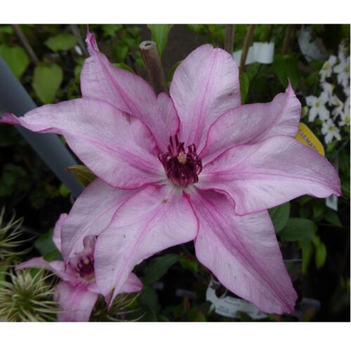 Фото Клематіс Ізабелла. (Clematis Isabella) III група С2, 3-річка 
