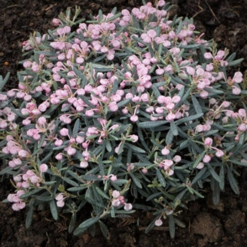 Фото Андромеда багатолиста Блю Айс. (Andromeda polifolia Blue Ice) Р14