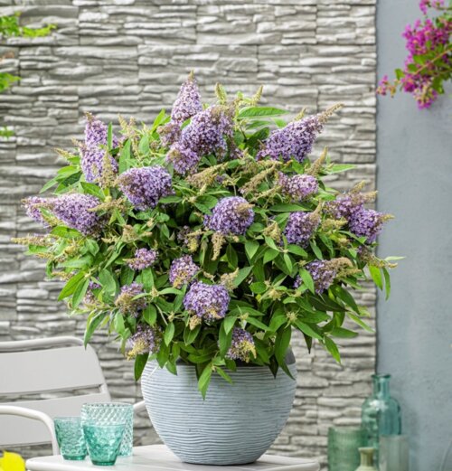 Фото Буддлея батерфляй кенді Ліла Світхарт. (Buddleja dav. Butterfly Candy®Lila Sweetheart) С2