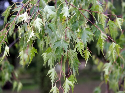 Фото Береза повисла Дарлакарліка. (Betula pendula Dalecarlica) С20