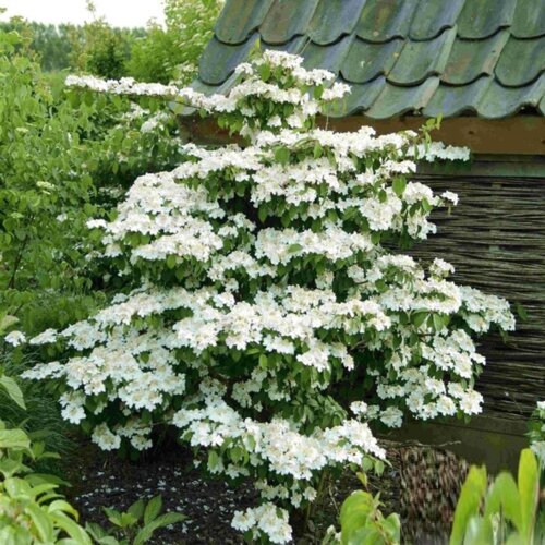 Фото Калина Кіліманджаро. (Viburnum plicatum Kilimandjaro) С7,5