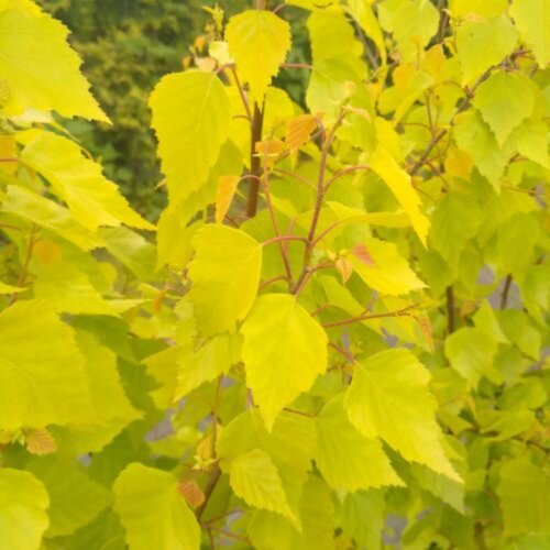 Береза повисла Голден Обеліск. (Betula pendula Golden Obelisk) С5 Фото Береза повисла Голден Обеліск. (Betula pendula Golden Obelisk) С5