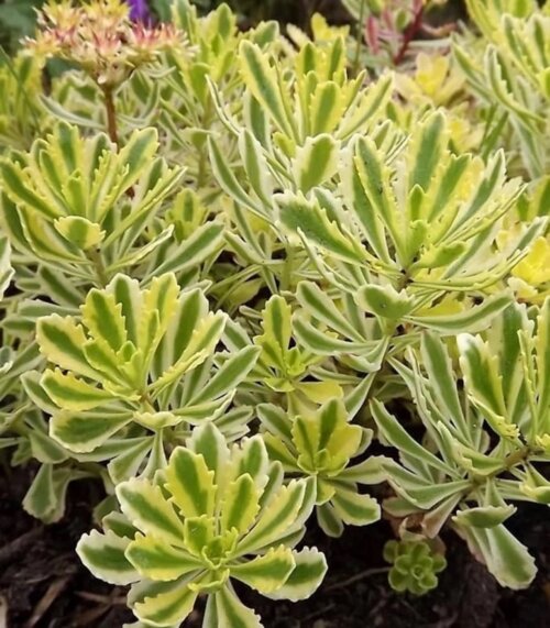 Фото Седум/очиток Міддендорфа. (Sedum middendorffianum) Р9