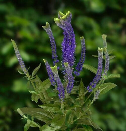 Фото Вероніка колосиста Сhrista. (Veronica spicata Сhrista) С1