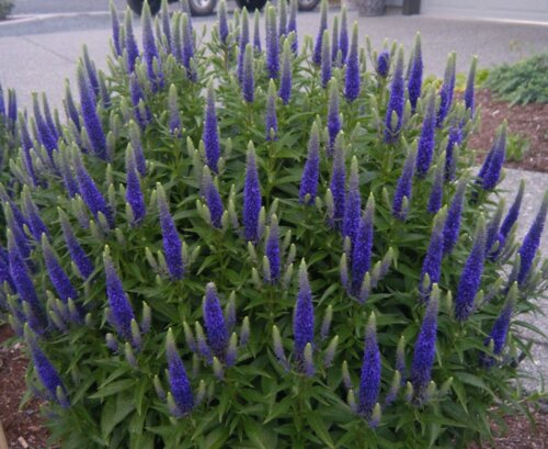 Фото Вероніка колосиста Індиго Блю. (Veronica spicata Blue Indigo) Р9