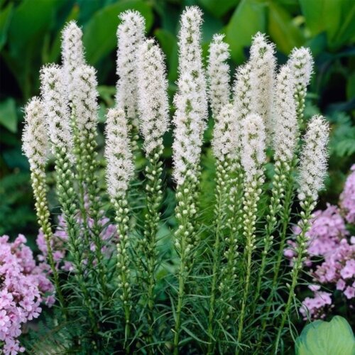 Фото БІЛИЙ Ліатріс колосковий Флорістан Вайс. (Liatris spicata Floristan Weiss) С2
