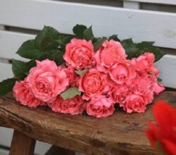 Фото Троянда Корал Желе. (Corail gelee) Флорибунда ЯПОНСЬКА в Контейнері С12