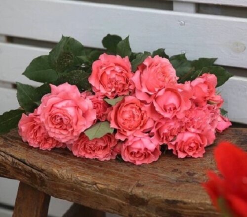 Фото Роза Корал Желе. (Corail Gelee) Floribunda японская в контейнере C12