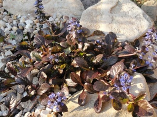 Фото Живучка повзуча Атропурпуреа. (Ajuga reptans Atropurpurea) Р9