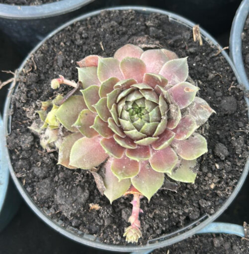 Молодило (кам'яна троянда) №3. (Sempervivum) Р9 Фото Молодило (кам'яна троянда) №3. (Sempervivum) Р9