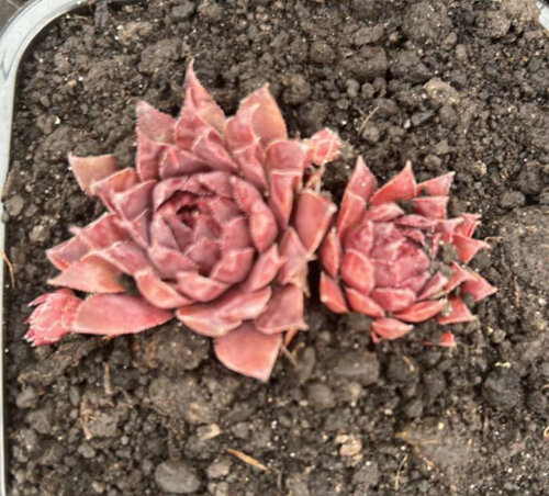 Молодило (каменная роза) № 6. (sempervivum) p9 Фото Молодило (каменная роза) № 6. (sempervivum) p9