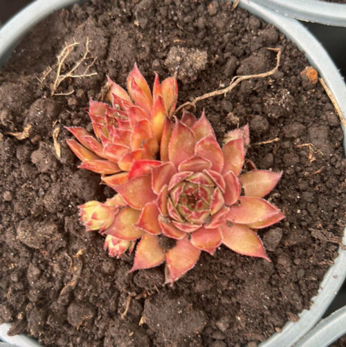 Молодило (каменная роза) № 5. (sempervivum) p9 Фото Молодило (каменная роза) № 5. (sempervivum) p9