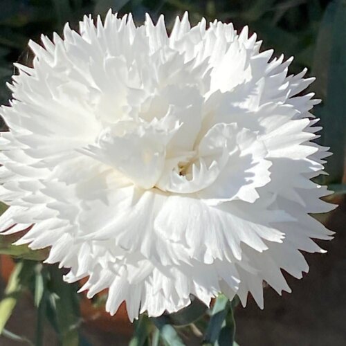 Гвоздика альпийская Уайт. (Dianthus Dinamic White) P9 Фото Гвоздика альпийская Уайт. (Dianthus Dinamic White) P9