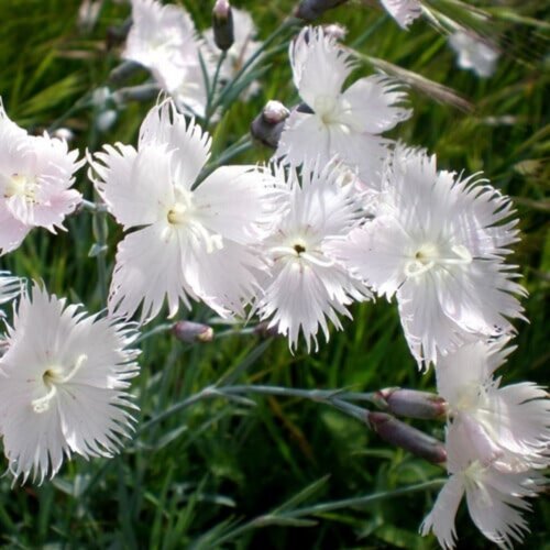 Гвоздика Морская Пена. (Dianthus serotinus Sea Foam) P9 Фото Гвоздика Морская Пена. (Dianthus serotinus Sea Foam) P9