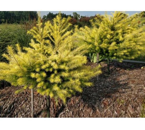 Модрина японська Меджік Голд. (Larix kaempferi Magic Gold) С7,5 Фото Модрина японська Меджік Голд. (Larix kaempferi Magic Gold) С7,5