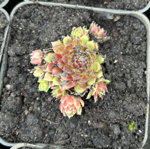 Молодило (каменная роза) №10. (Sempervivum) P9 Фото Молодило (каменная роза) №10. (Sempervivum) P9