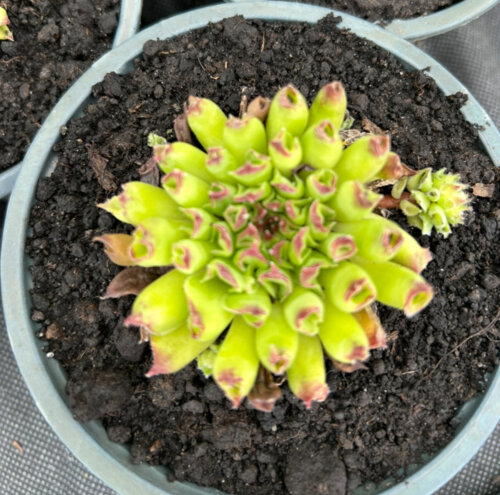 Молодило (кам'яна троянда) №4. (Sempervivum) Р9 Фото Молодило (кам'яна троянда) №4. (Sempervivum) Р9