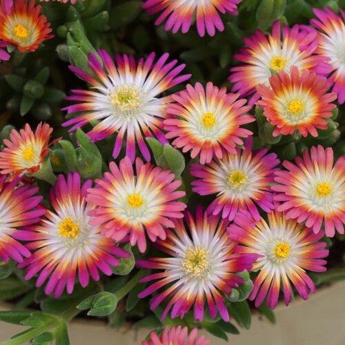 Фото Делосперма Рубі.  (Delosperma Ruby) Р9
