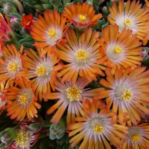 Фото Делосперма Джевел оф Десерт ТОПАЗ. (Delosperma Jewel of Desert Topaz) Р9