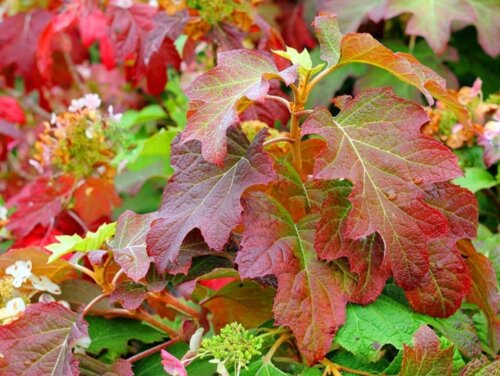 Фото Гортензія дуболистна Бургунді. (Hydrangea quercifolia Burgundy) Р9