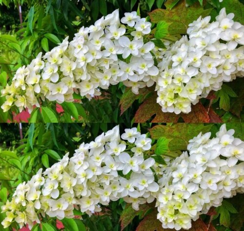 Фото Гортензія дуболистна Сніжний Гігант. (Hydrangea quercifolia Snow Giant) Р9