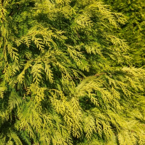 Кіпарисовик Лавсона Стардаст. (Chamaecyparis lawsoniana Stardust) С3 Фото Кіпарисовик Лавсона Стардаст. (Chamaecyparis lawsoniana Stardust) С3