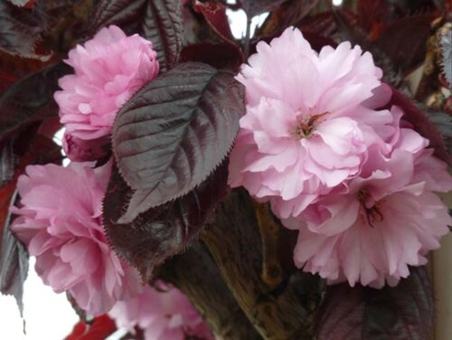 Сакура Роял Бургунди. (Prunus serrulata Royal Burgundy) Фото Сакура Роял Бургунди. (Prunus serrulata Royal Burgundy)