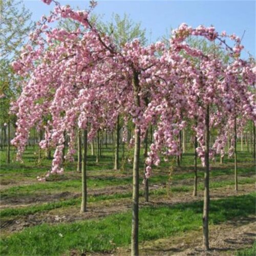 Сакура мелкопильчатая Кику-Шидаре. (Prunus serrulate Kiku-Shidare) (плакучая форма) На ШТАБЕ Фото Сакура мелкопильчатая Кику-Шидаре. (Prunus serrulate Kiku-Shidare) (плакучая форма) На ШТАБЕ