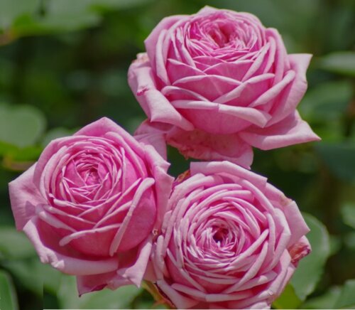 Троянда Сільва Пінк. (Silva Pink) Спрей у КОНТЕЙНЕРІ Фото Троянда Сільва Пінк. (Silva Pink) Спрей у КОНТЕЙНЕРІ