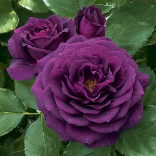 Троянда Перпл Еден/Ебб Тайд. (Ebb Tide/Purple Eden) Флорибунда в КОНТЕЙНЕРІ Фото Троянда Перпл Еден/Ебб Тайд. (Ebb Tide/Purple Eden) Флорибунда в КОНТЕЙНЕРІ