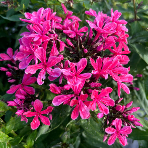 Флокс волотистий Клеопатра. (Phlox paniculata Cleopatra) Р12 Фото Флокс волотистий Клеопатра. (Phlox paniculata Cleopatra) Р12