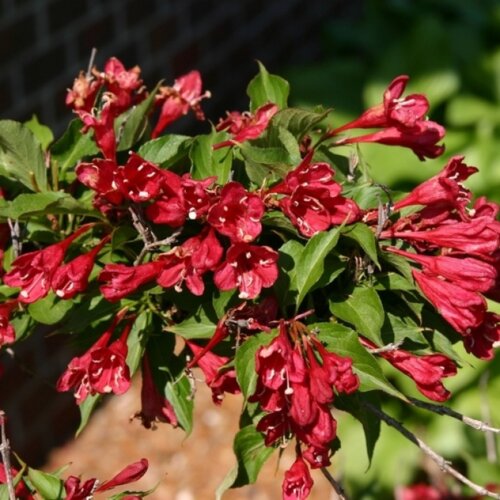 Вейгела Брістол Рубі (Weigela Bristol Ruby) Р9 (нов) Фото Вейгела Брістол Рубі (Weigela Bristol Ruby) Р9 (нов)