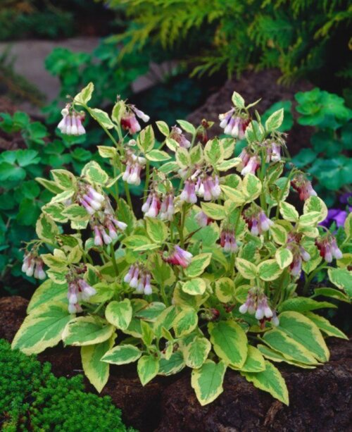 Фото Живокіст великоквітковий Голдсміт/живокіст. (Symphytum grandiflorum Goldsmith) Р9