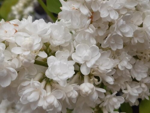 Фото Сирень обыкновенная Алиса Хардинг. (Syringa vulgaris Alice Harding) 