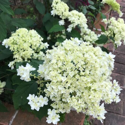 Фото Гортензія деревоподібна Хайєс Старберст. (Hydrangea arborescens Hayes Starburst) С1,5
