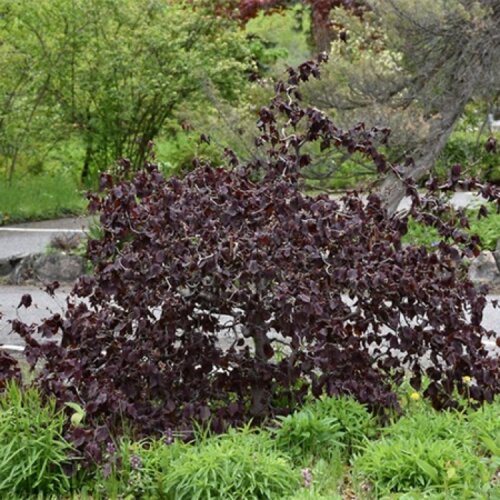 Фото Ліщина звичайна Ред Маджестік. (Corylus avellana Red Majestic) С10