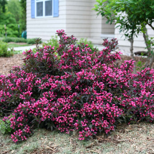 Фото Вейгела квітуча Олександра. (Weigela florida Alexandra) С1,5