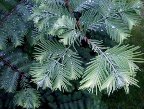 Фото Метасеквоя китайська Блу-іш. (Metasequoia glyptostroboides 'Blue-ish') С12 (80-90см)